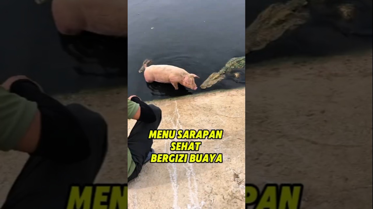 Kasih makan buaya 1 ekor babi #carapotong #buaya