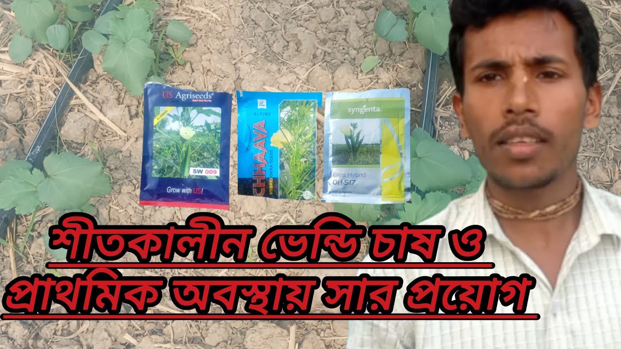 শীতকালীন ভেন্ডি চাষ ও প্রাথমিক অবস্থায় সার প্রয়োগ # okra farming 30 January 2026
