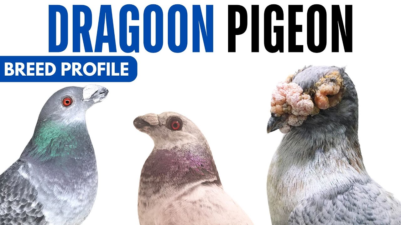 Dragoon Pigeon Breed Profile - History - Dragoon Pigeon Health Issues Price Training