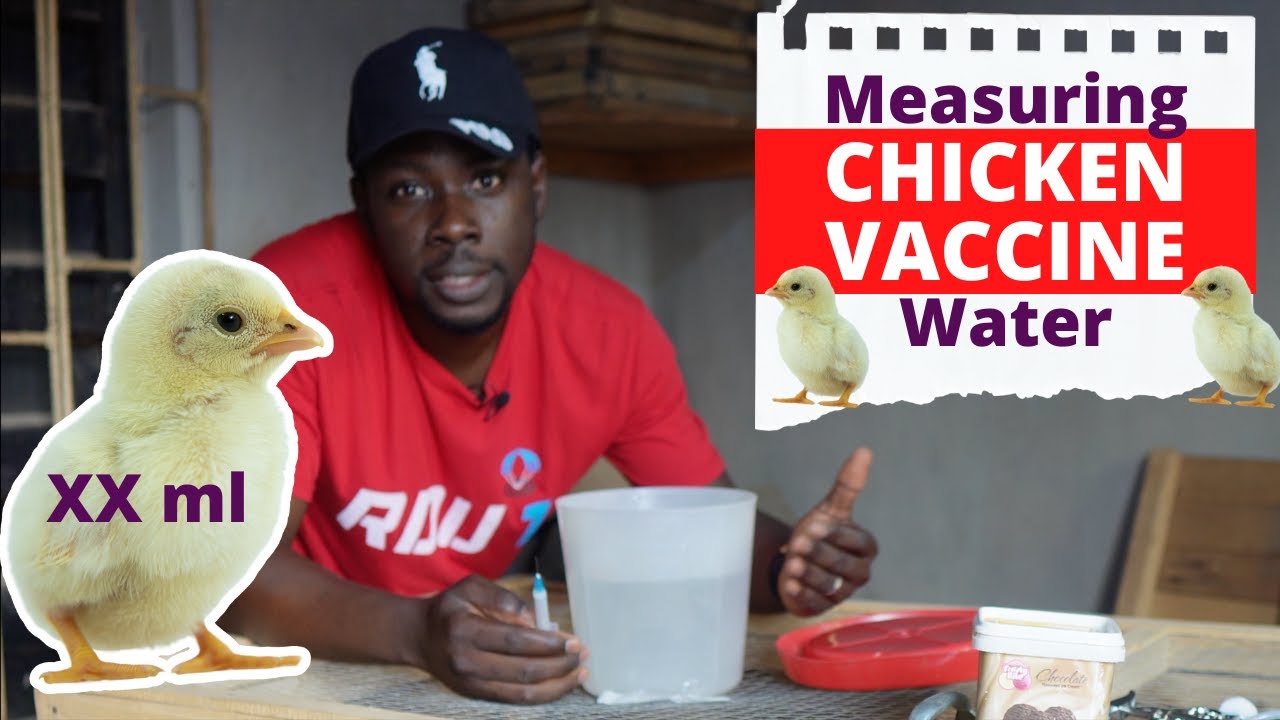 Measuring Chicken Vaccine Water - Poultry Vaccination