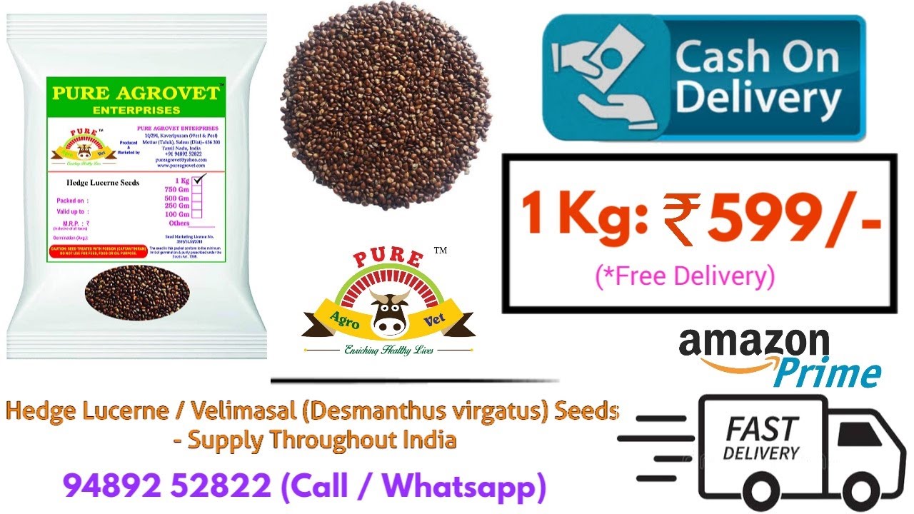 Hedge Lucerne / Velimasal (Desmanthus virgatus) Green Fodder Seeds || Delivery Throughout India