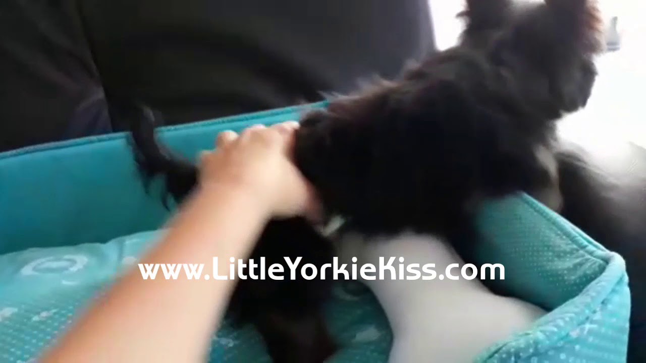 www.LittleYorkieKiss.com - Carioca (Male)