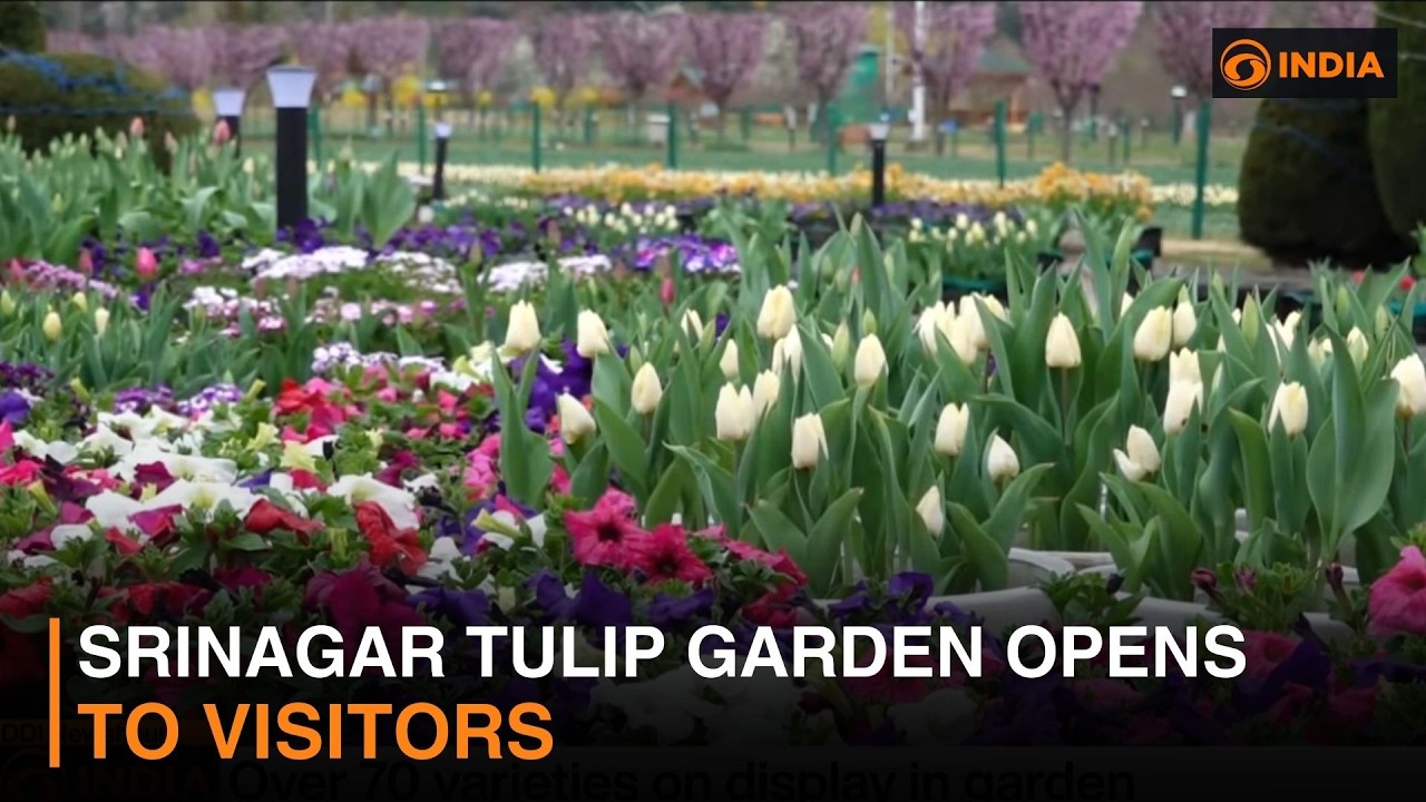 Srinagar tulip garden opens to visitors