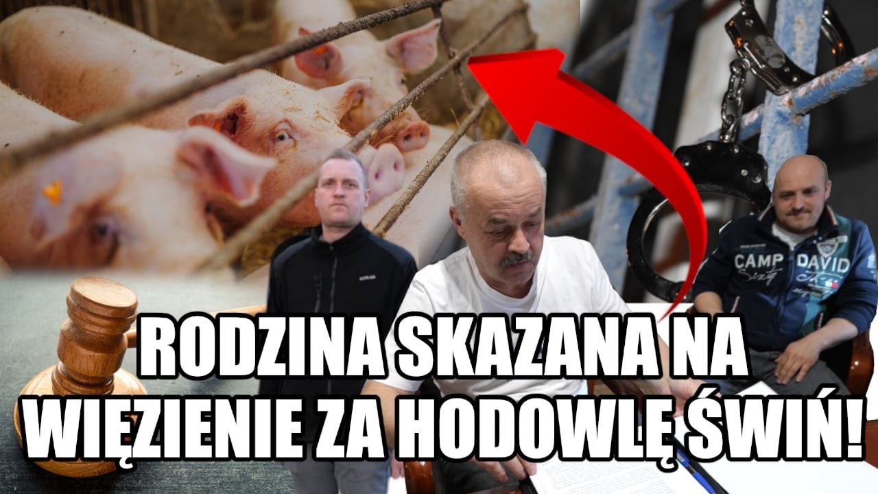 Cała rodzina skazana na 8 miesięcy więzienia za hodowlę świń. Podobny los może czekać też ciebie!