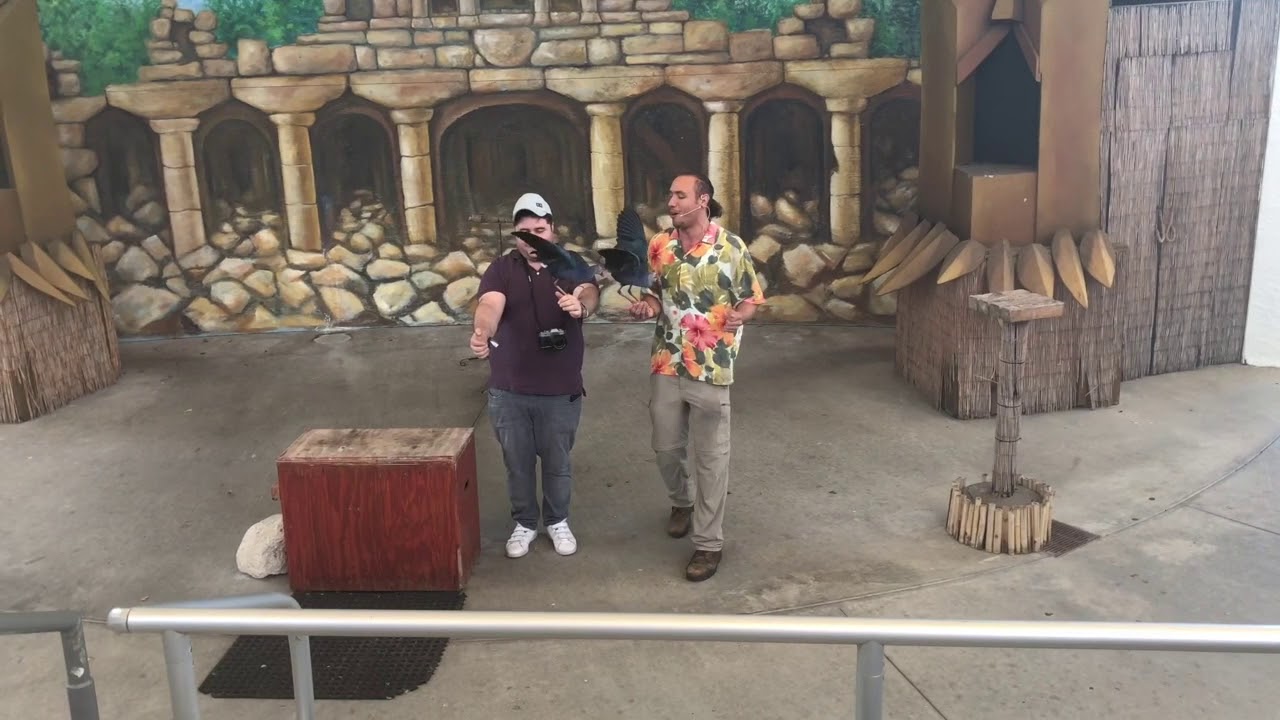 Bird Show Miami