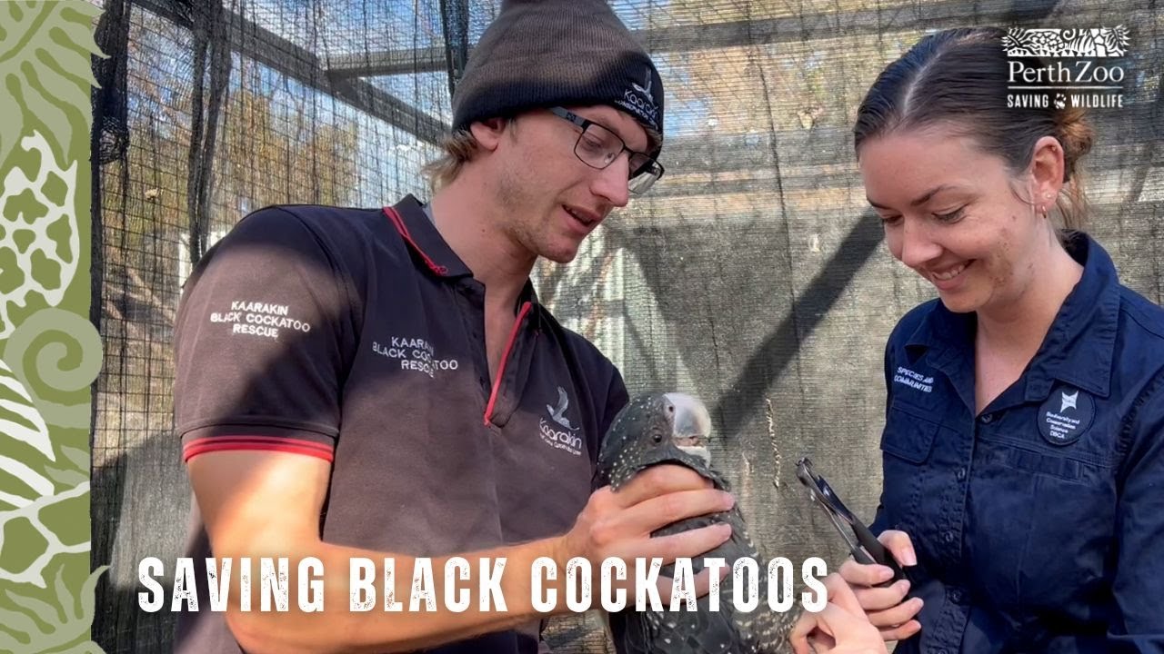 Saving wild cockatoos: Meet Animal Management Officer Sam Clarke