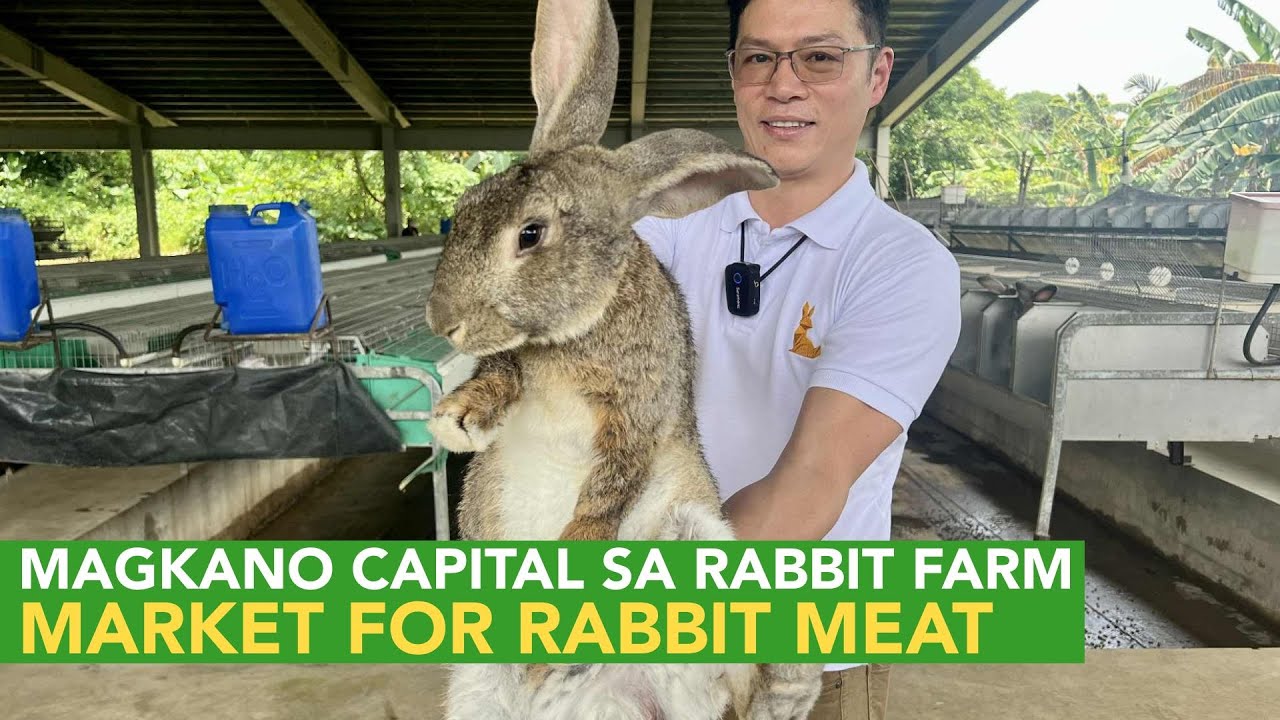 How Much Capital to Start a Rabbit Farm? + Rabbit Meat - How to Find Target Market!
