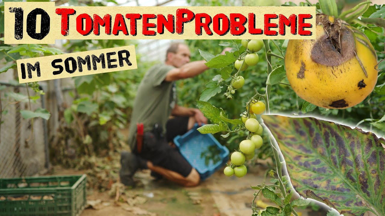 10 typische Tomatenprobleme im Sommer - Krankheiten, Schädlinge, Pilze und Nährstoffmangel