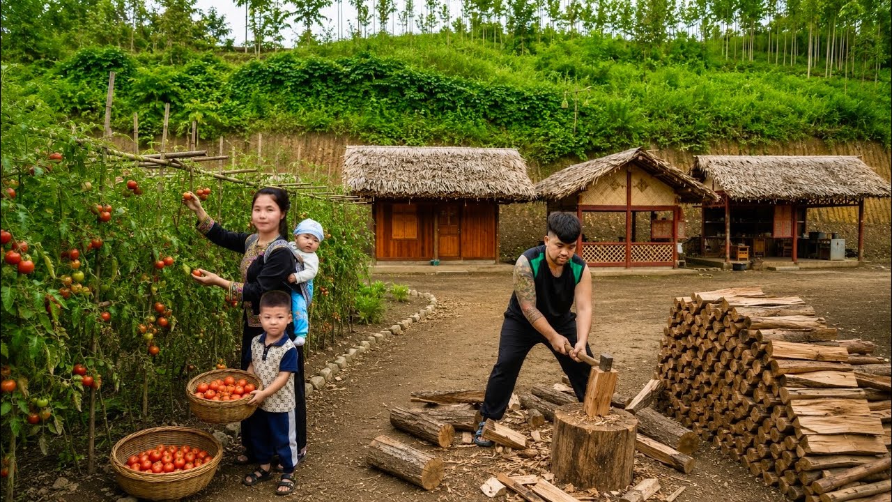 L&yacute; Tử Ca harvests tomatoes after 3 months | rural life & traditional firewood storage methods  