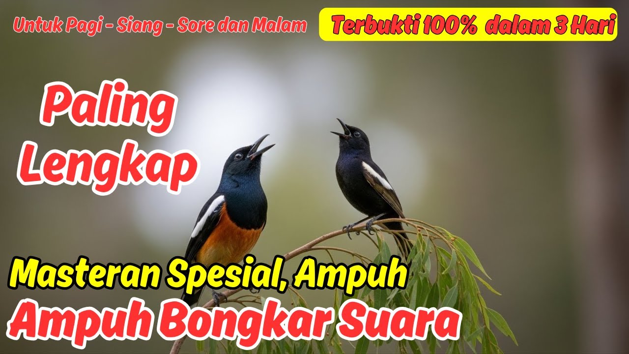 Masteran Murai Batu Tembakan Panjang, Agar Cepat Nyamber dan Gacor