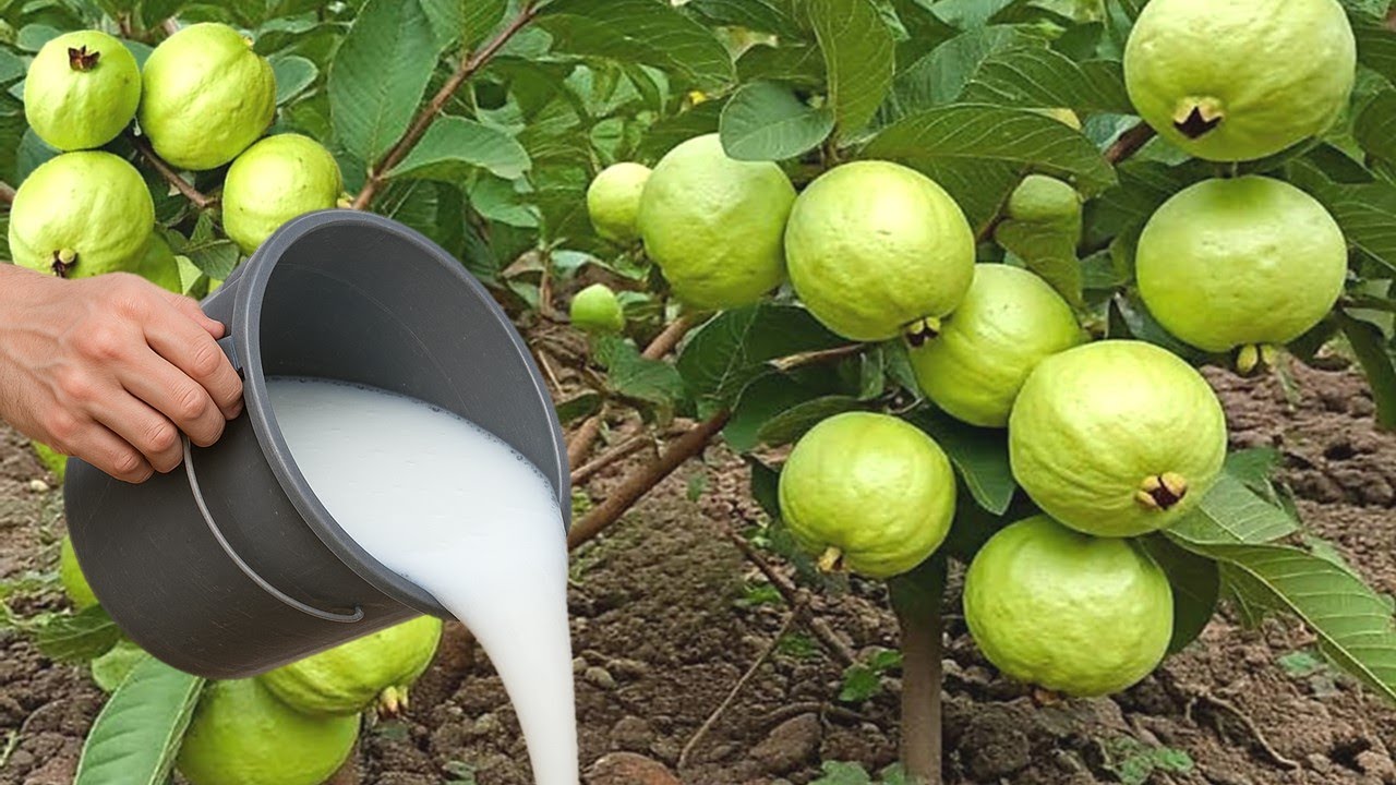 MORRIA E N&Atilde;O SABIA: Apenas 1 copo faz CARREGAR DE TANTOS FRUTOS (Goiaba o ano todo)