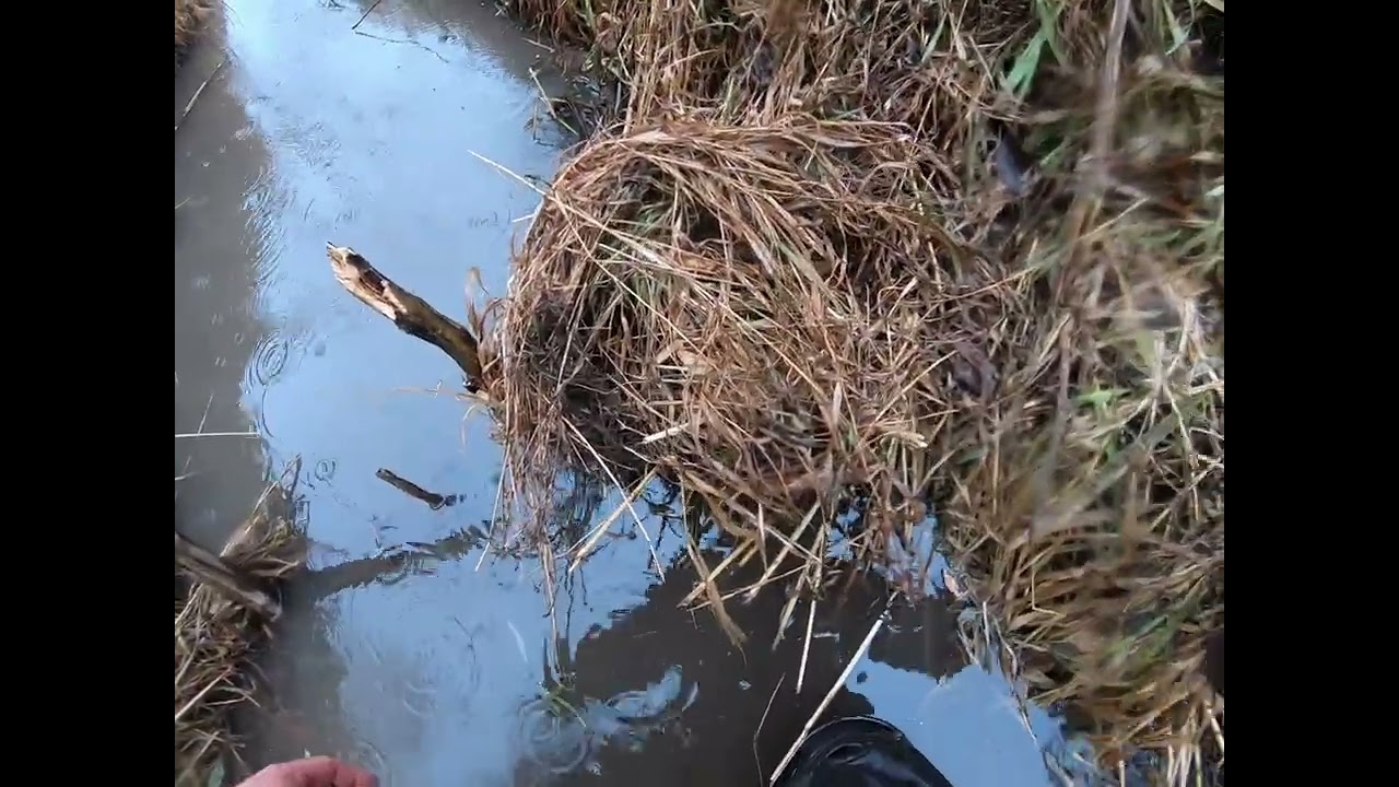 beaver channel set and catch