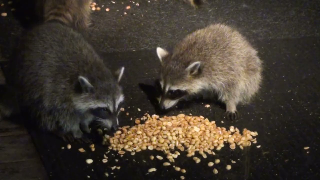 Baby Raccoons Enjoying Dinner