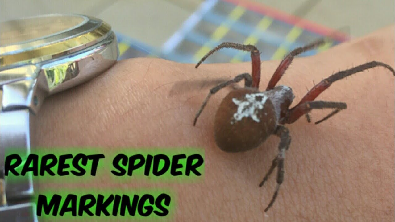 Avatar Spider.The Best 3 games Rarest Gagamba that I have
