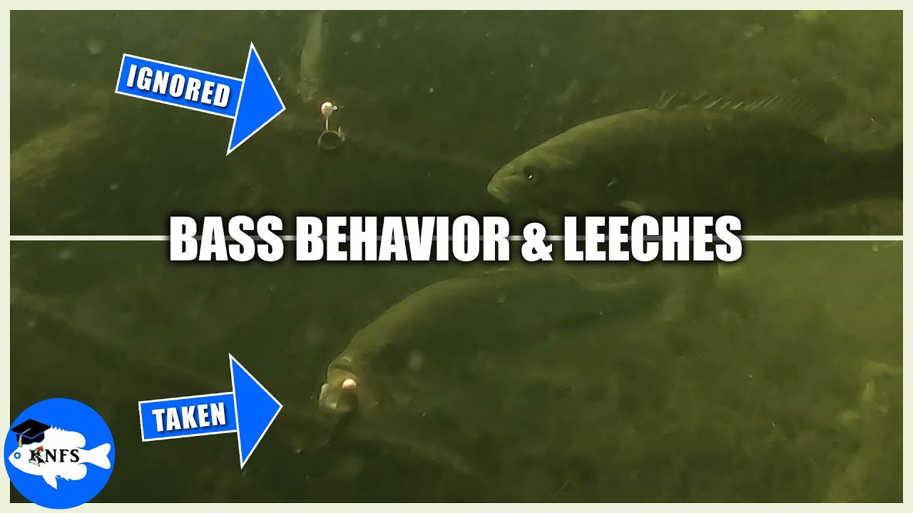 Bass Fishing with Leeches Underwater | Also a THANKS for 2k Subs!