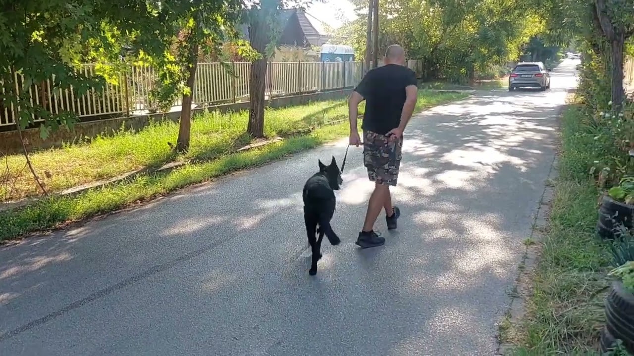Német juhászkutya tanítása oktatása utcán