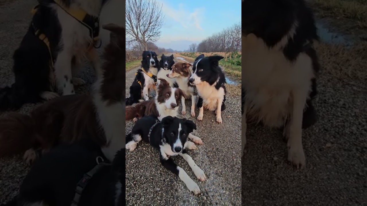 Attenti....in fondo alla strada c&egrave; un tesoro!!...Prontiiiii!!... #bordercollie #cani #shetland
