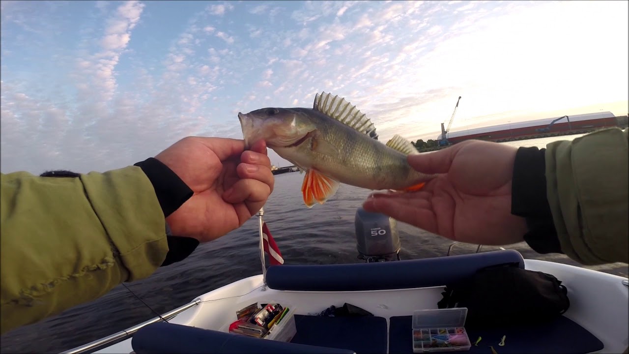 Perch fishing. Окуневая рыбалка DJI Mavic Pro  - # 029