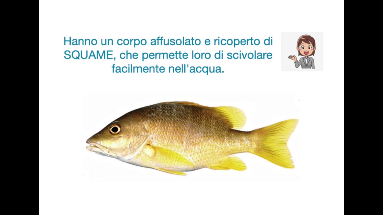 Le caratteristiche principali dei PESCI