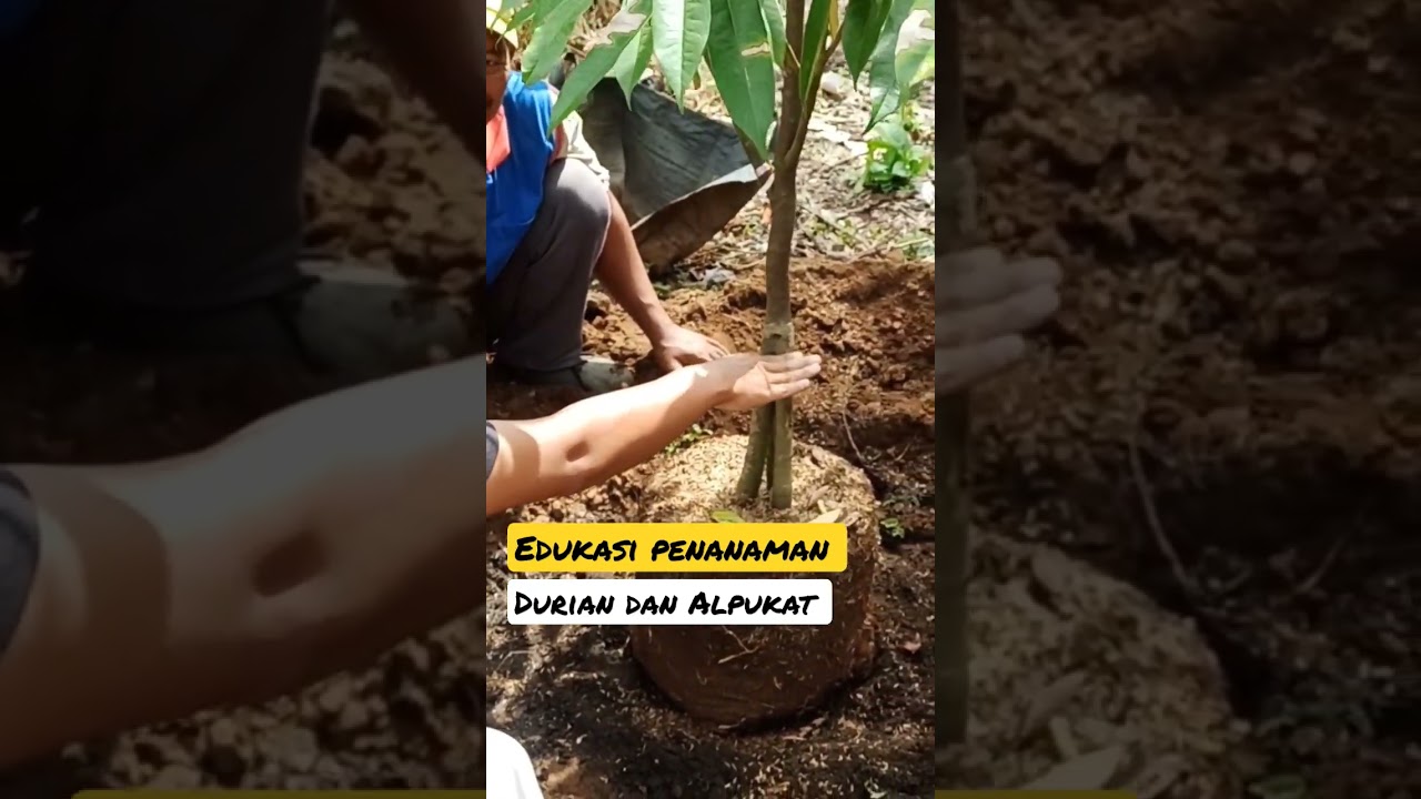 Edukasi Penanaman Durian dan Alpukat