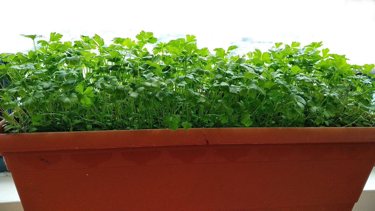 Как вырастить петрушку в горшках 🌿 Выращивание петрушки на балконе