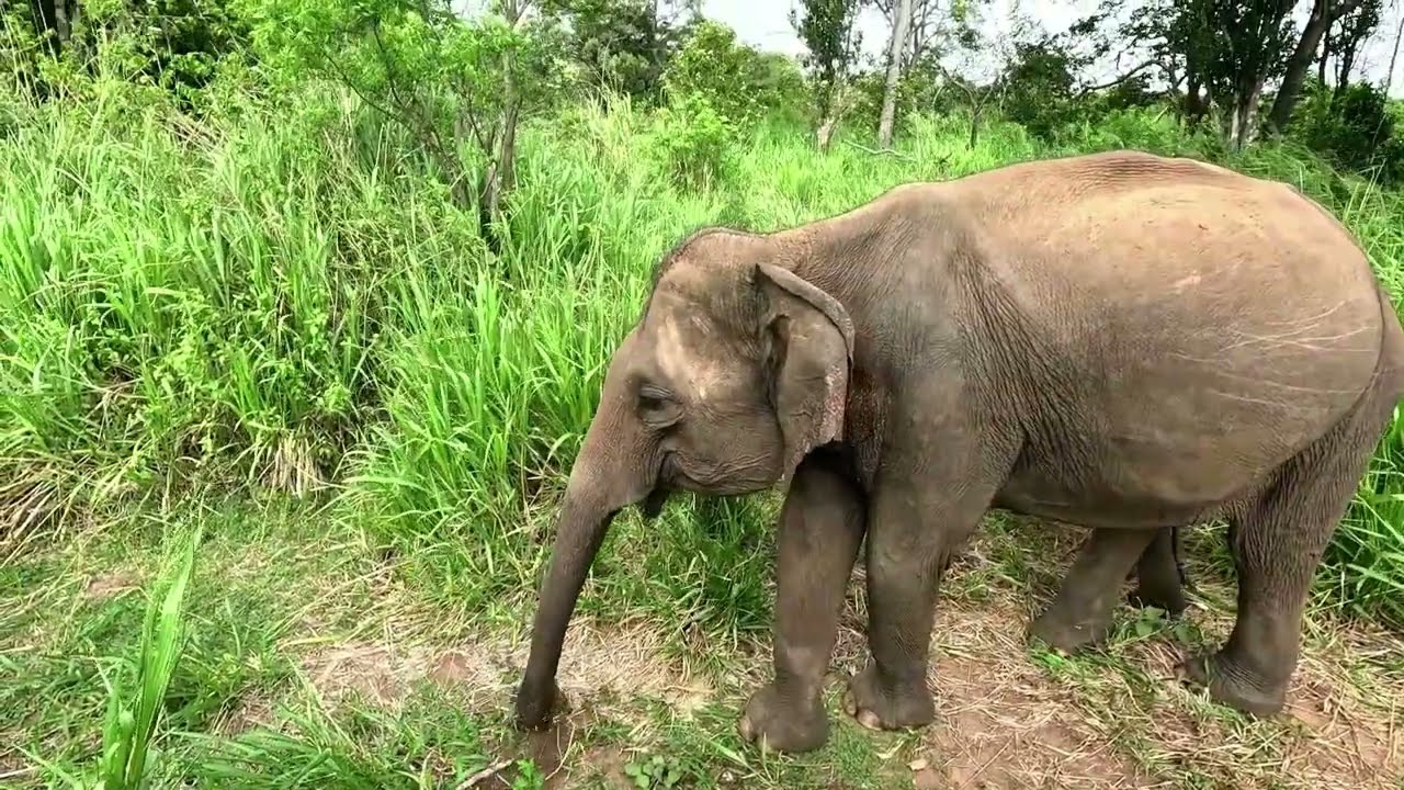 🐘СЛОНЫ🐘 Национальный парк Миннерия. Шри Ланка. Minneriya National Park. Sri Lanka.