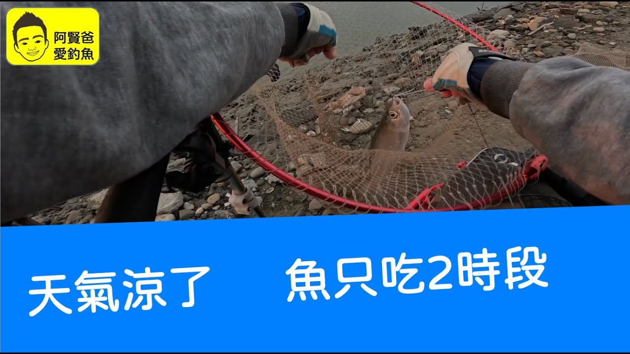 【阿賢爸】愛釣魚 Ep.518 天氣涼了   魚只吃2時段