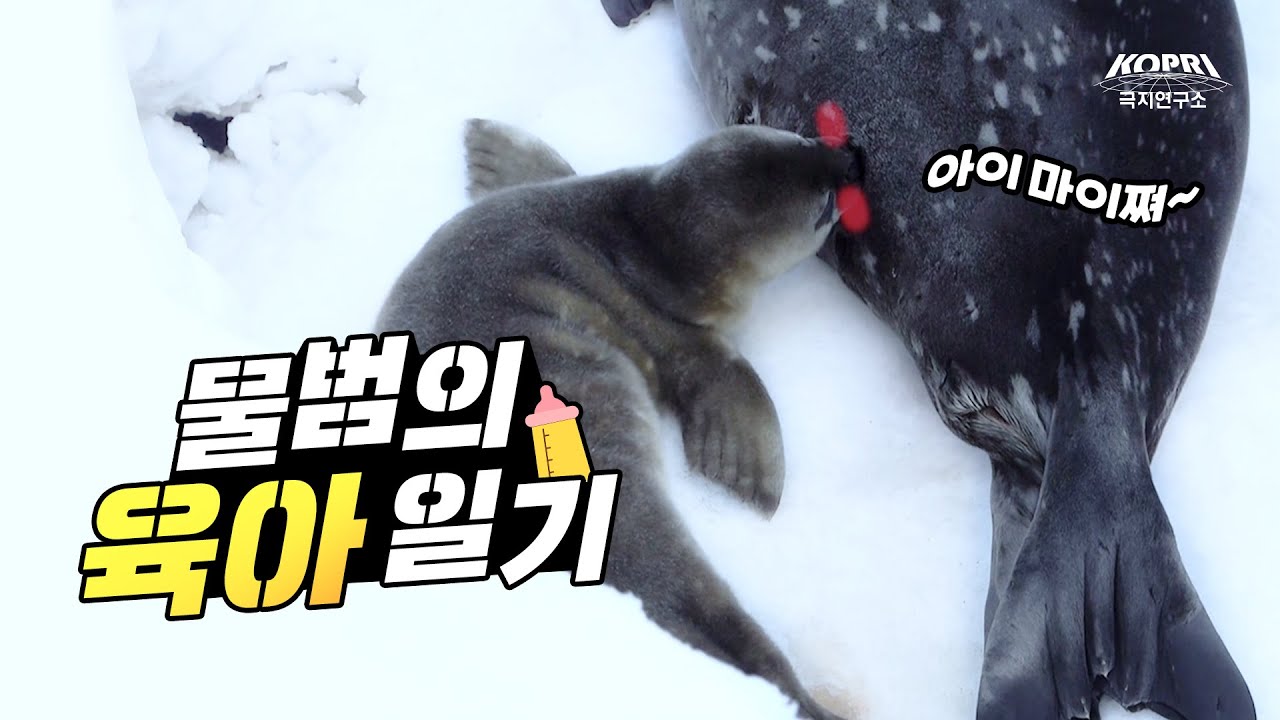 남극 물범 관찰기록 4년! 물범의 육아일기