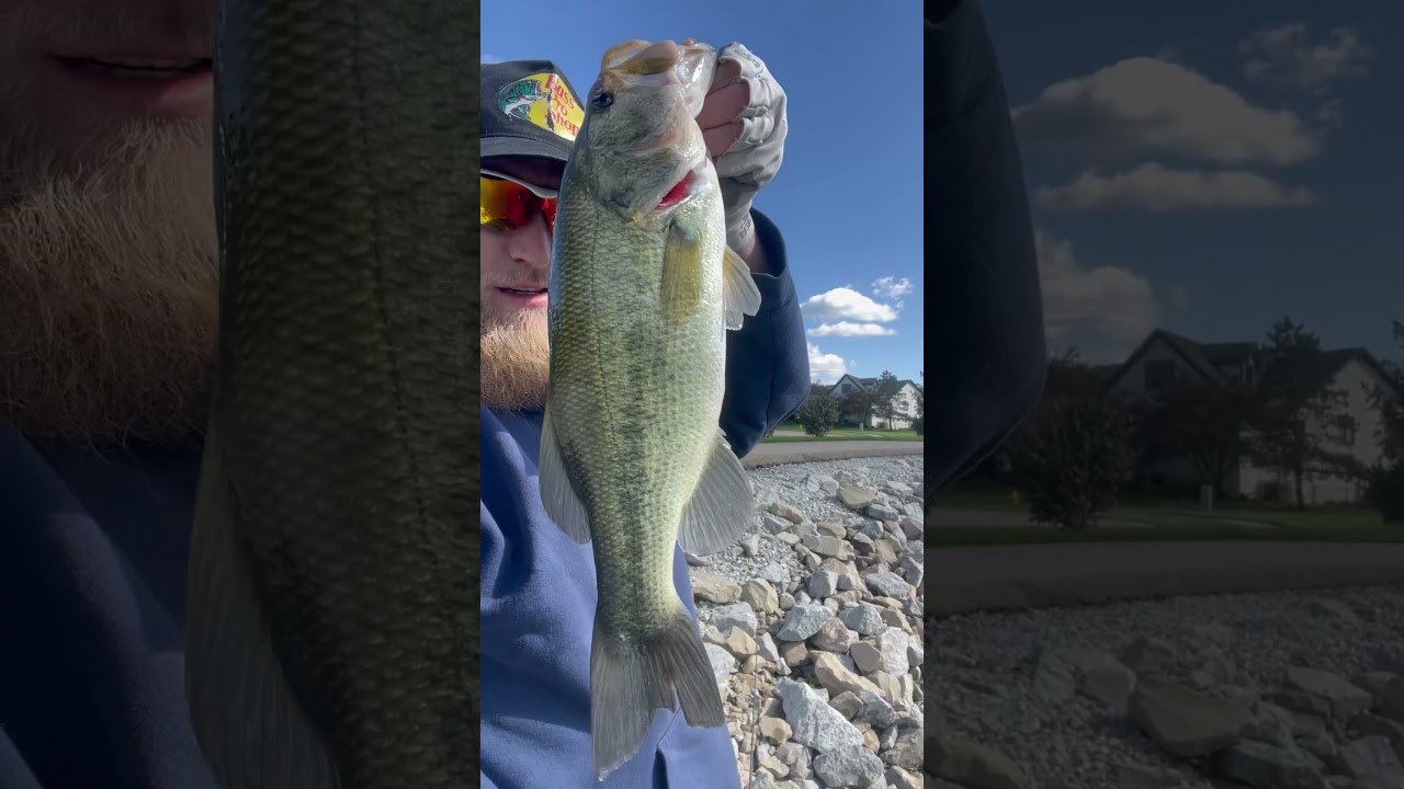 Largemouth bass eats giant swimmbait