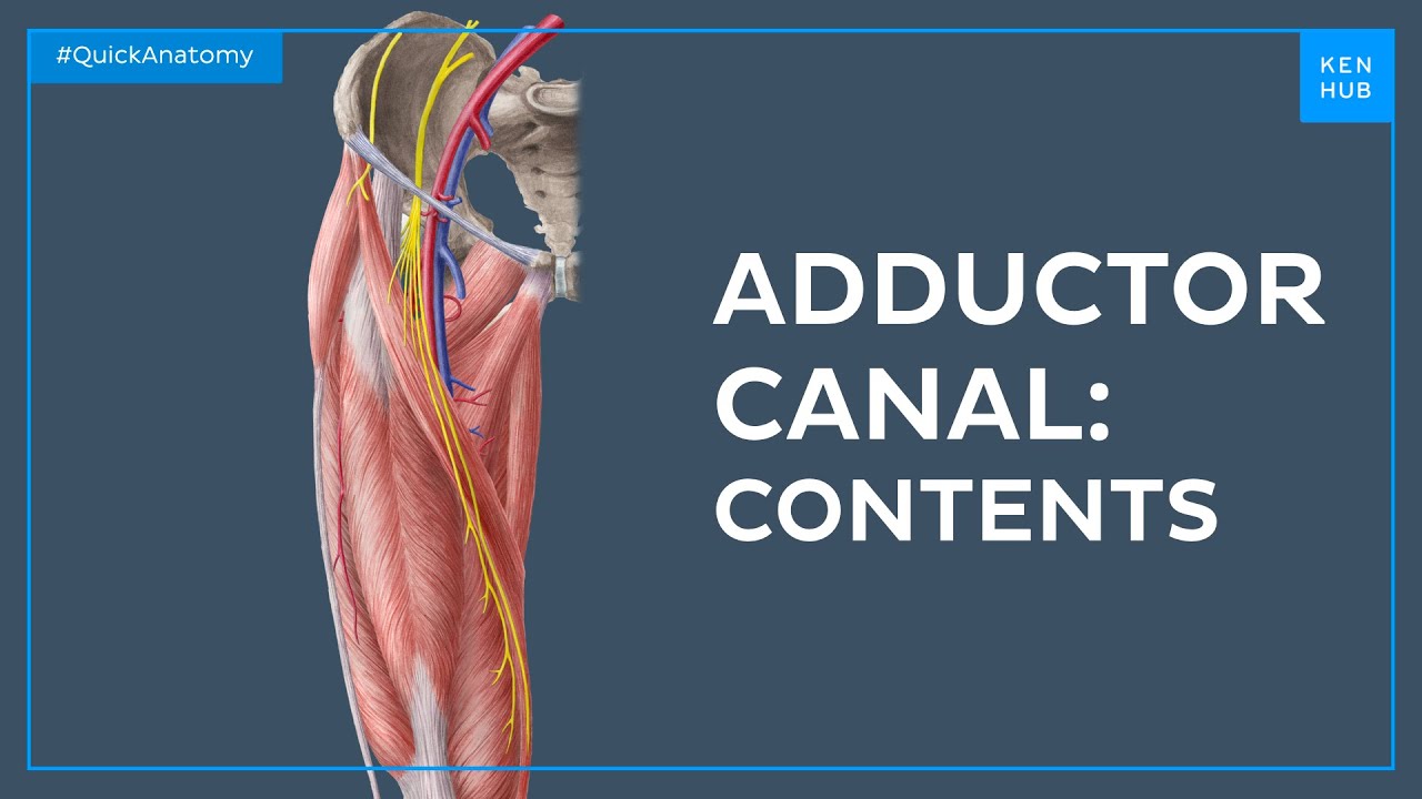 Contents of the adductor canal - Quick Anatomy |&nbsp;Kenhub