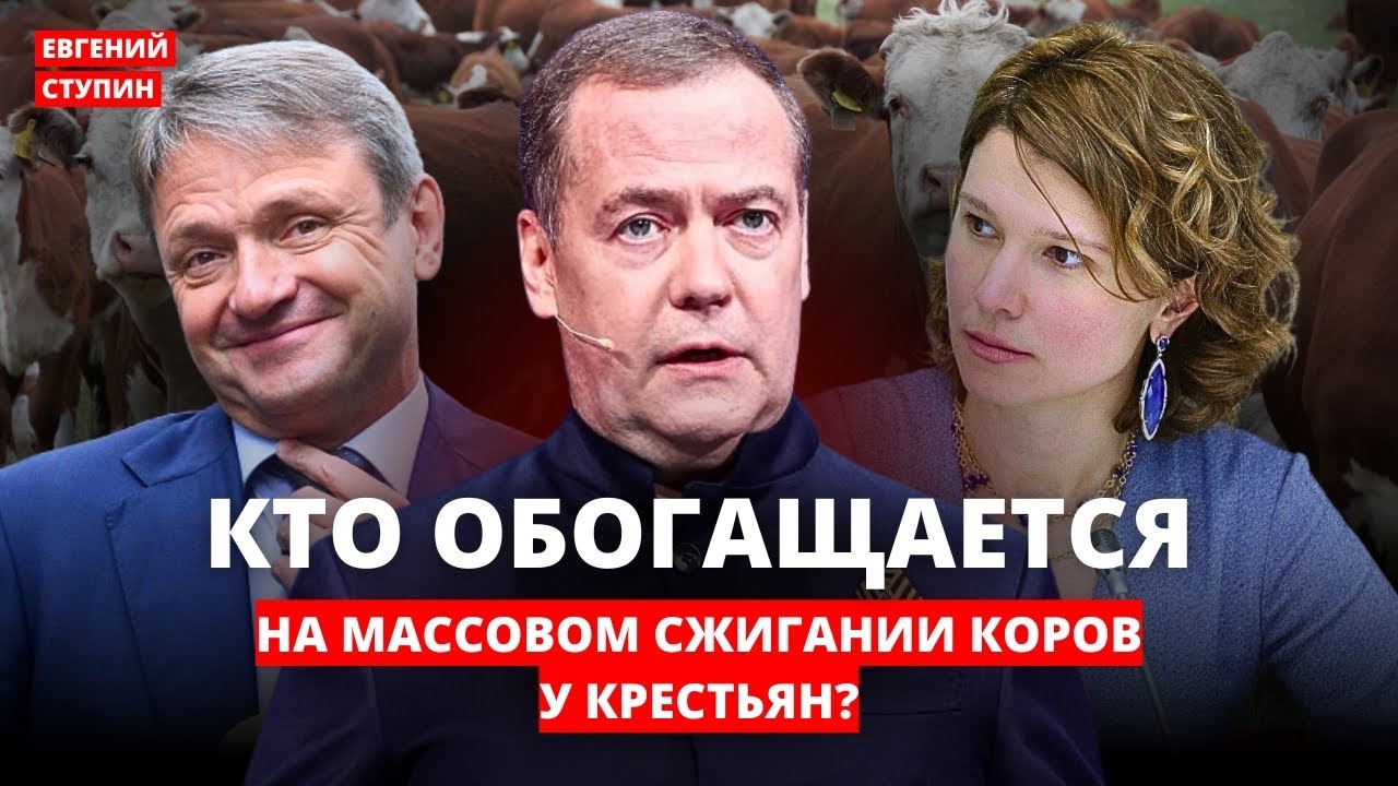 Устраивают голод во время войны - фермеры о чинушах, убивающих коров
