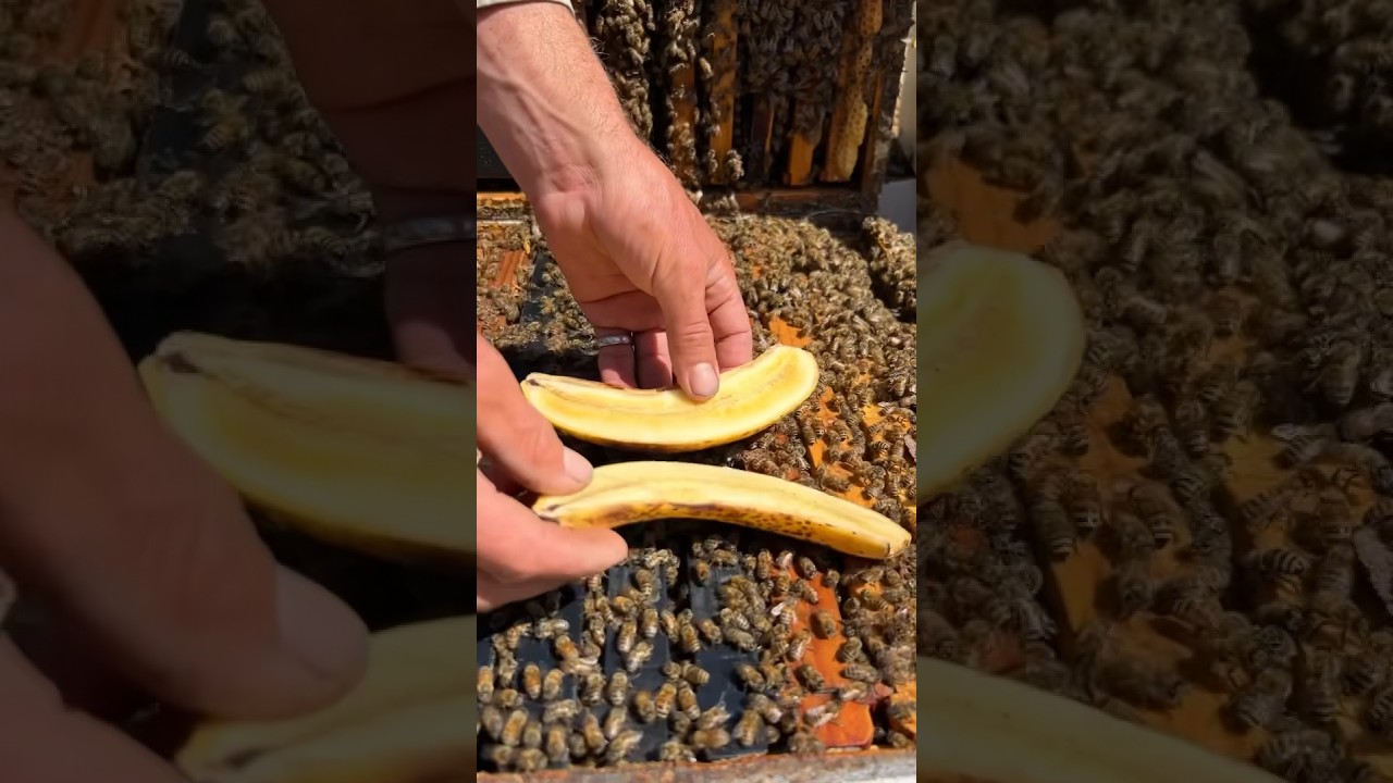 Feeding Bees A Banana! 🍌🐝 #shorts