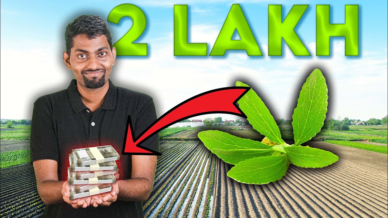 Secrets of Stevia: How to Earn Profits with Commercial Farming!