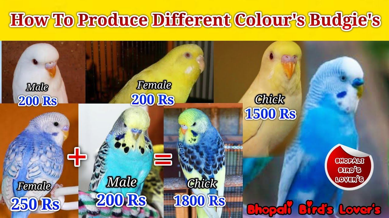 How to Produce Different Colour's Budgie's//कैसे पैदा होगी महंगी म्यूटेशन #birds