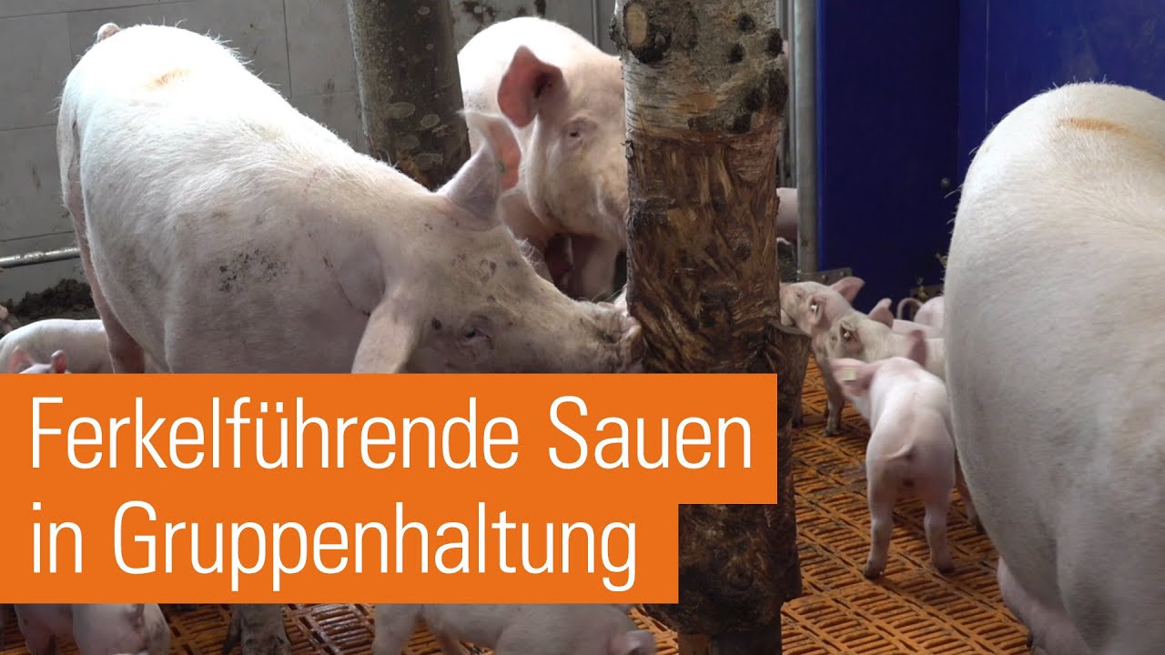 Gruppensäugebuchten AGILO RS | Sauenhaltung