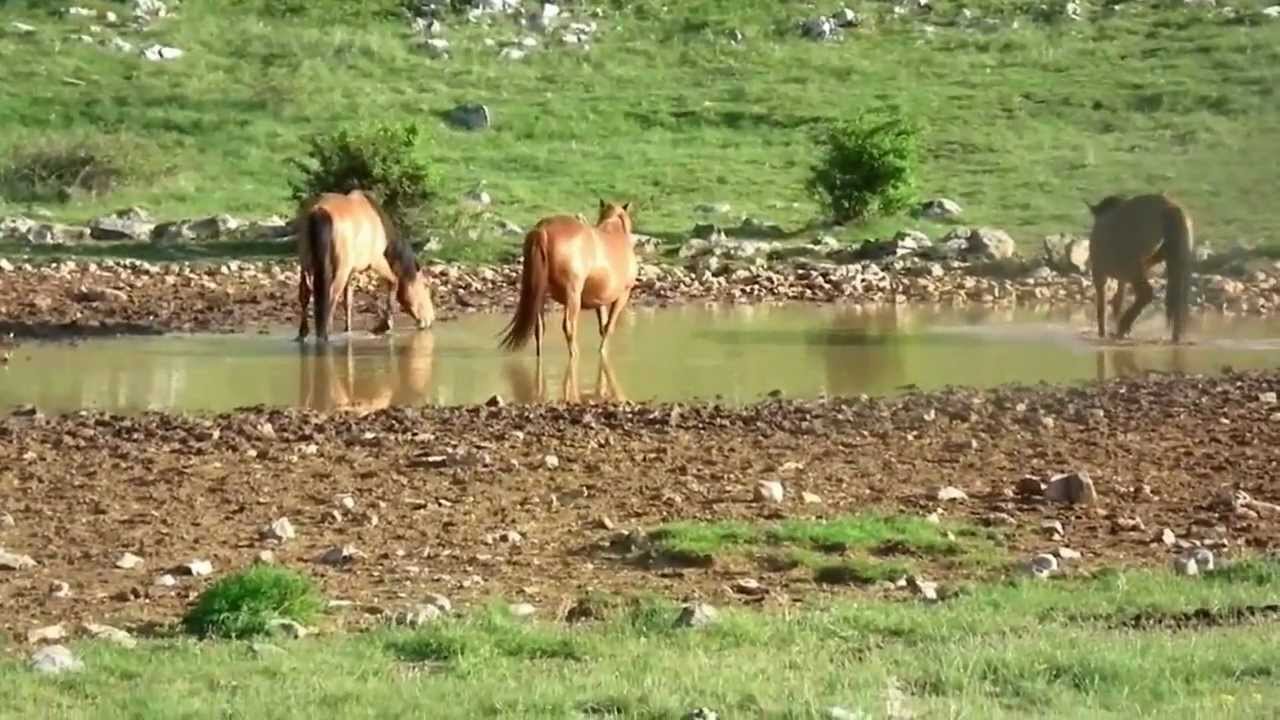 Velebit, Sveto Brdo 12.05.2012.mp4