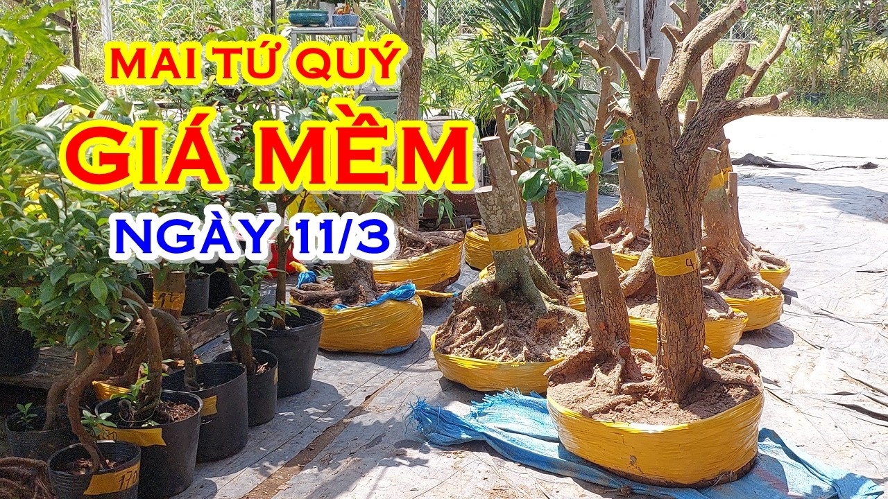 CHỊ UYÊN 📲 O8627O9682 GIÁ TỐT - MAI TỨ QUÝ DÁNG ĐẸP GIAO LƯU NGÀY 11/3 