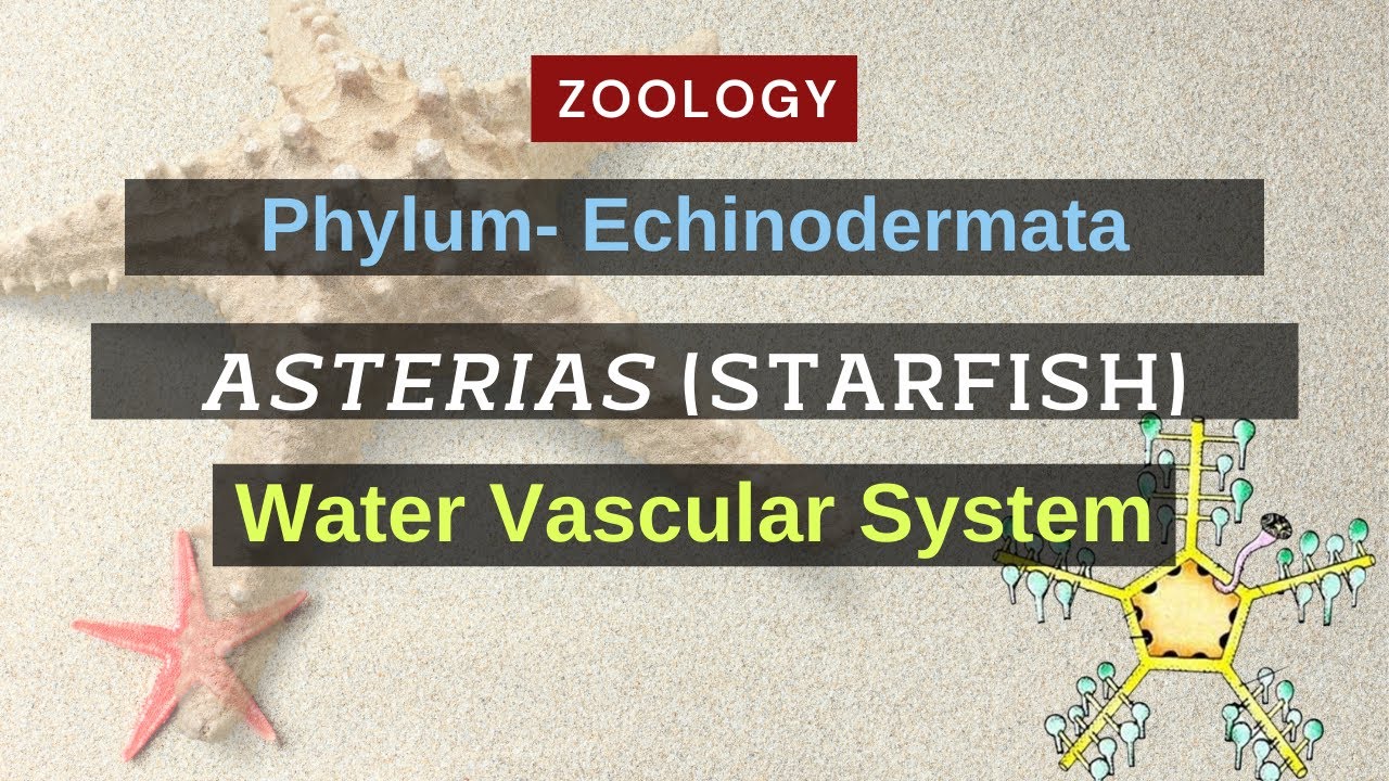 Water Vascular system of Asterias (Starfish) || Zoology