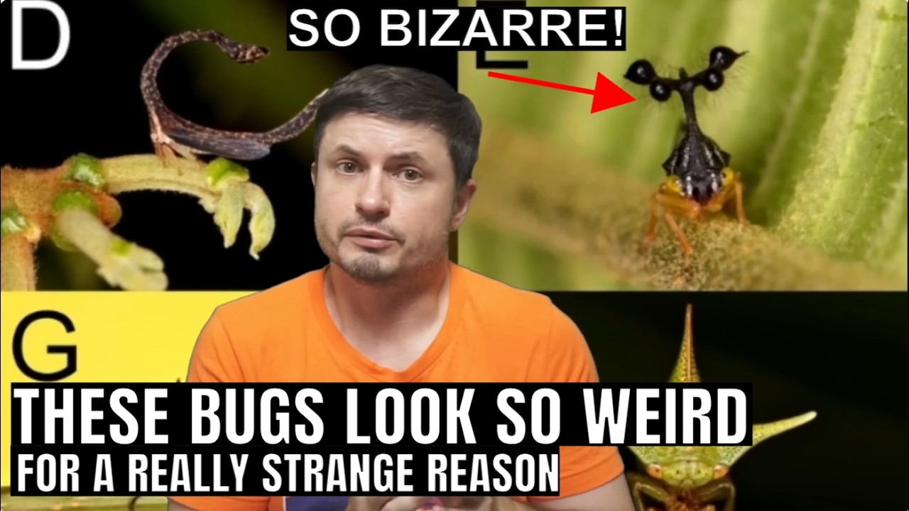 Weird Looking Bugs Evolved a Strange Sense We Thought Only Sharks Have