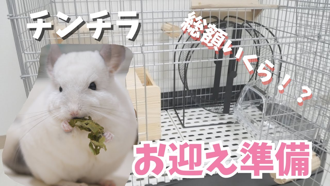 【チンチラ】チンチラお迎え準備！チンチラ飼育必須アイテム【動物たちと私。】