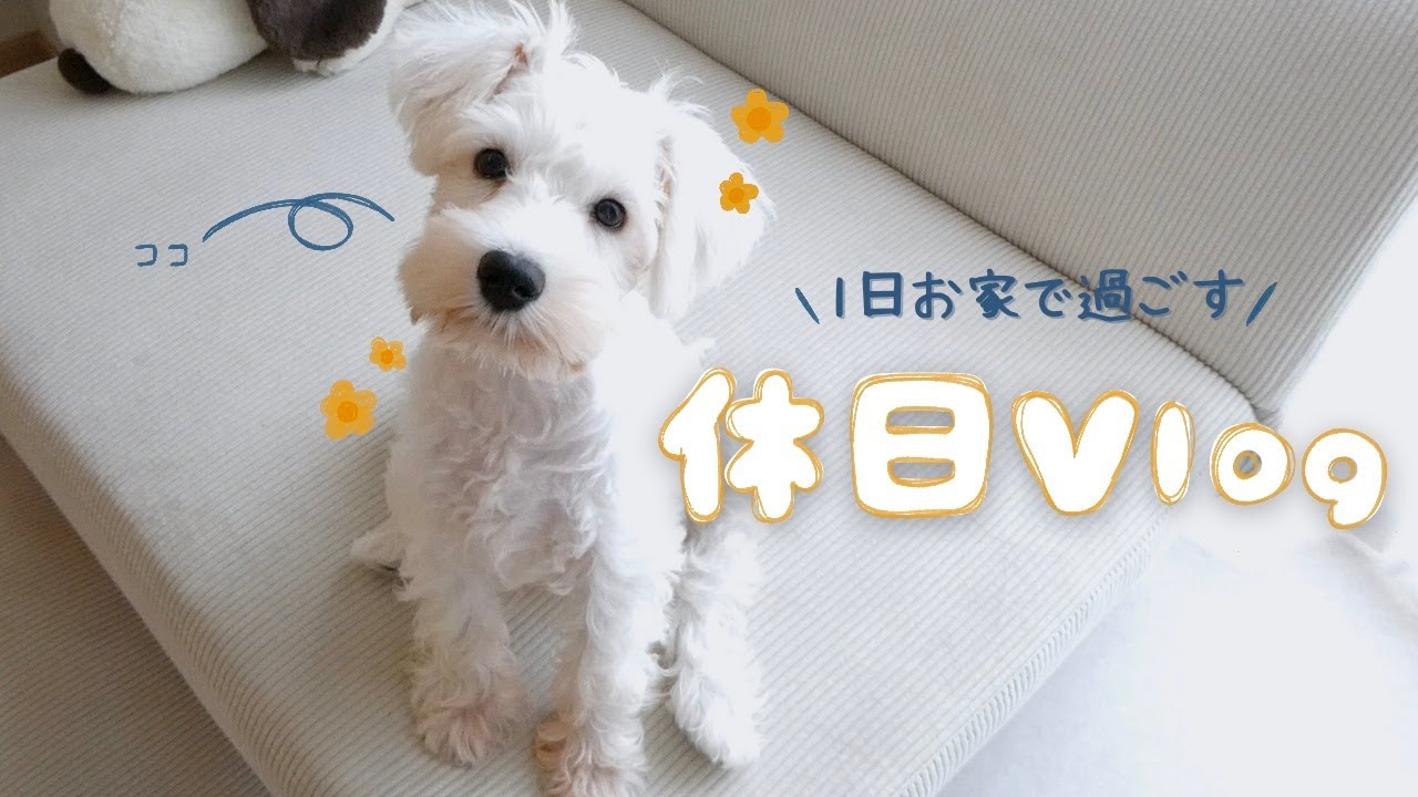 【白シュナの日常】ミニチュアシュナウザー ココの休日Vlog　#シュナウザー #白シュナ #日常