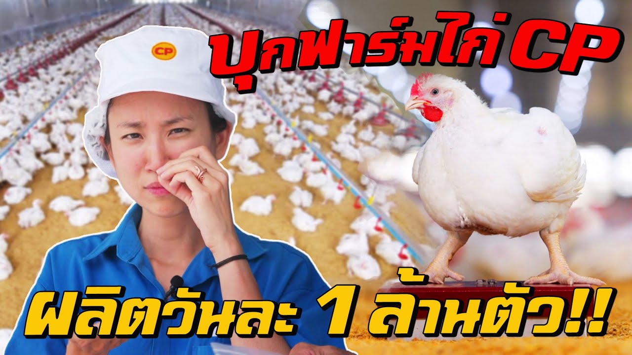 บุกฟาร์มไก่มาตรฐานอวกาศ ผลิตวันละ 1,000,000 ตัว!