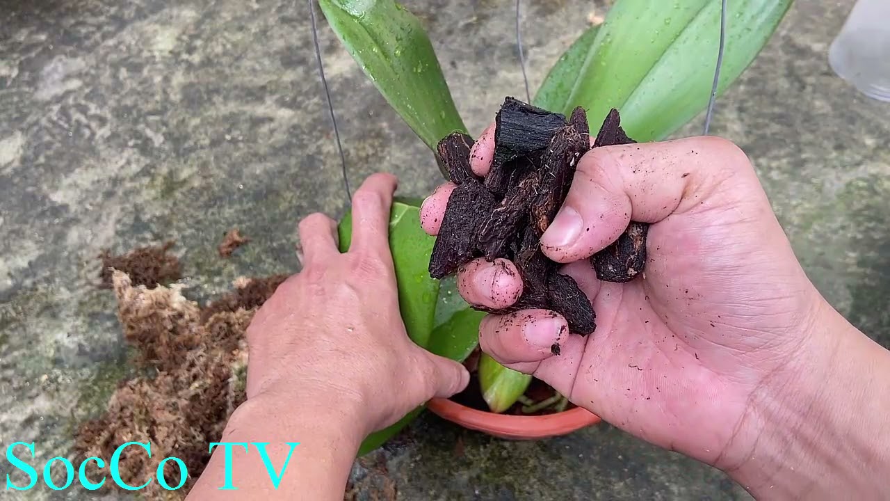 Cách Sang Chậu Cho Lan Hồ Điệp Khi Mới Mua Về Chơi Tết Hiệu Quả Nhất!!!!!