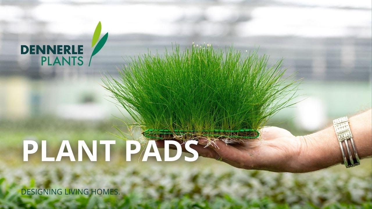Instant Aquarium Carpets with Plant Pads | Dennerle Plants