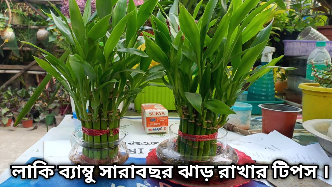 লাকি বাম্বু সারা বছর ঝাড় রাখার সঠিক টিপস ।। Lucky  Bamboo plants care | gardening tips and tricks