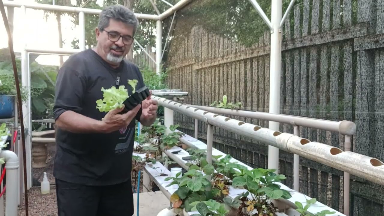 Plantio de alface e como produzir mudas de morango na aquaponia 