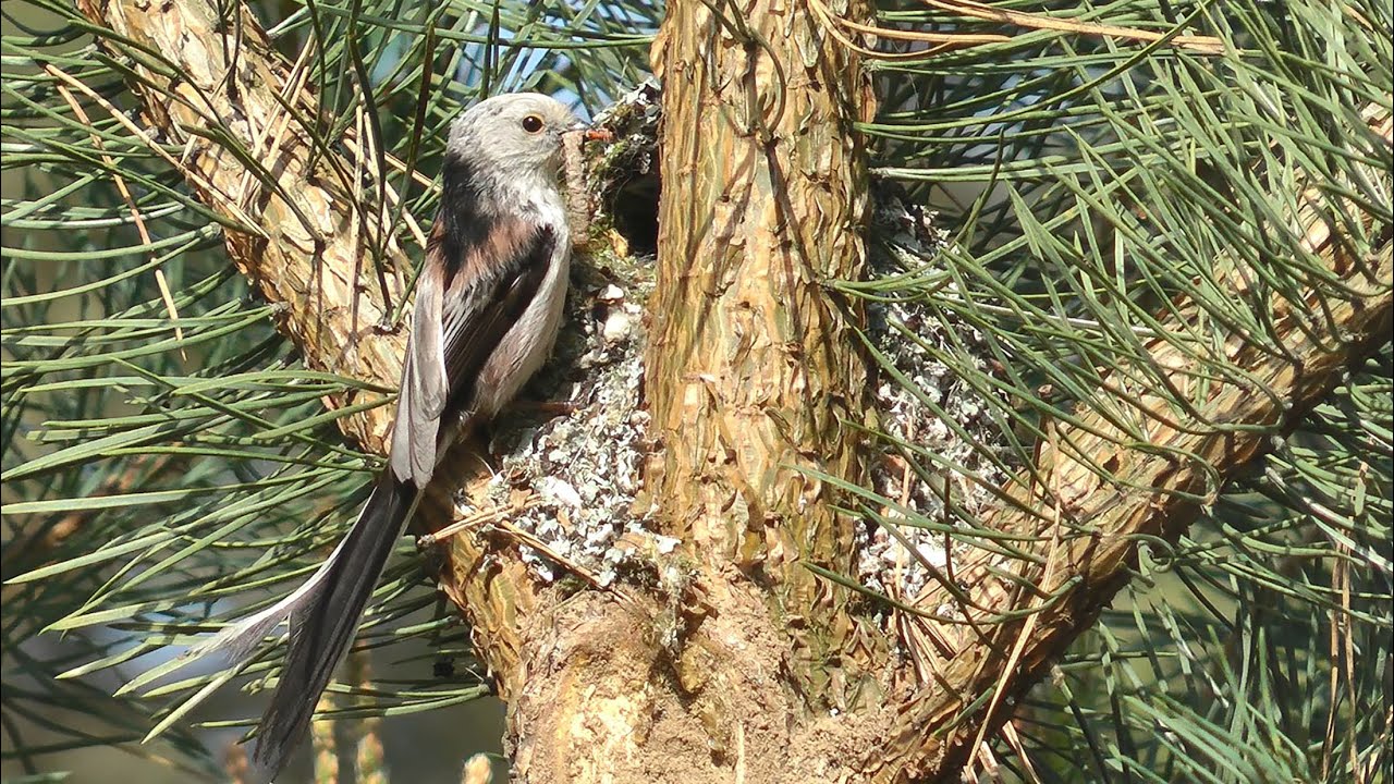 Raniuszek Aegithalos caudatus - budowa gniazda i wychów młodych.