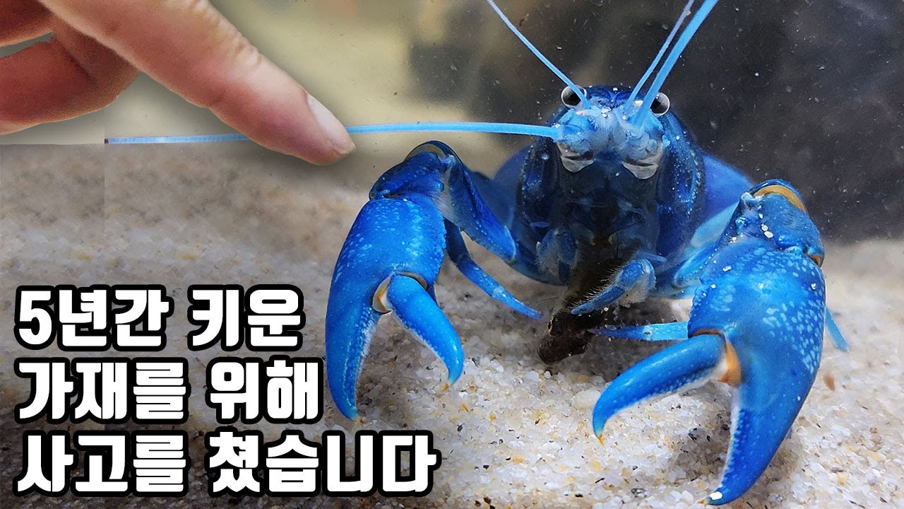 1800일 키운 가재 때문에 통장이 텅텅 털리고 말았네요 ㄷㄷ