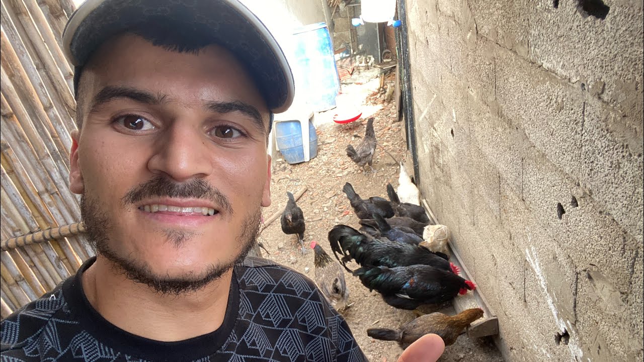 اجي تولع وتعرف اكتر على تربية #دجاج #الاسطرالوب😍🐓💸