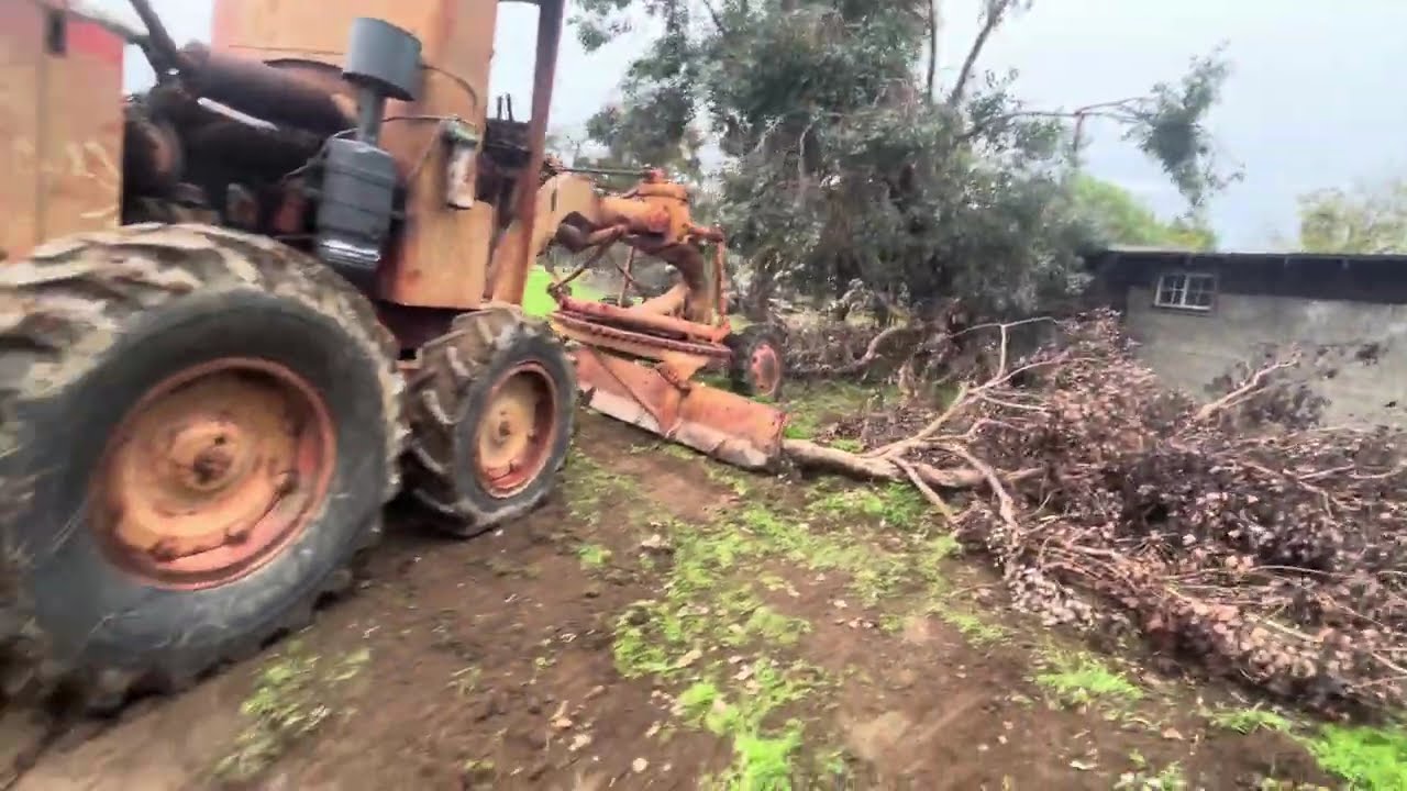 Grader pulling out old trees with ease